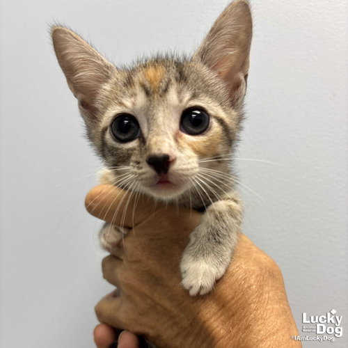 Lyra