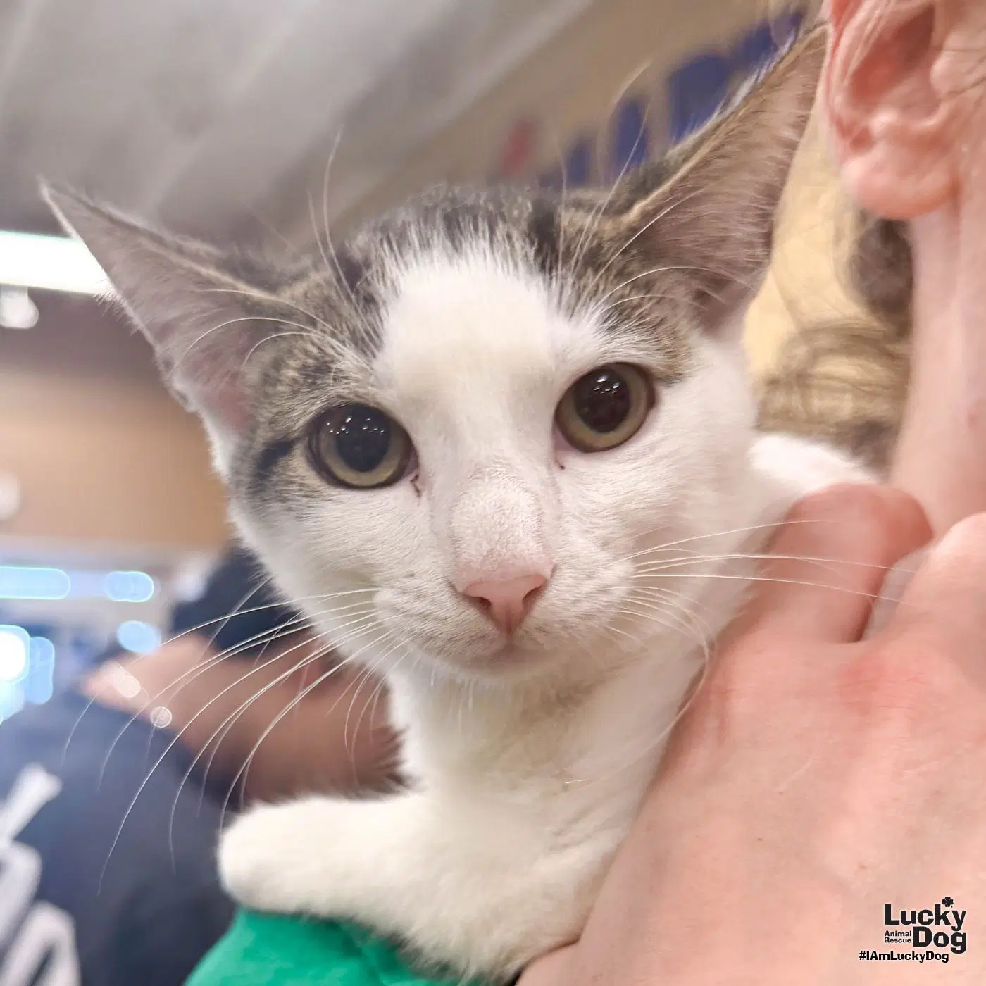 Leo - Domestic Short Hair