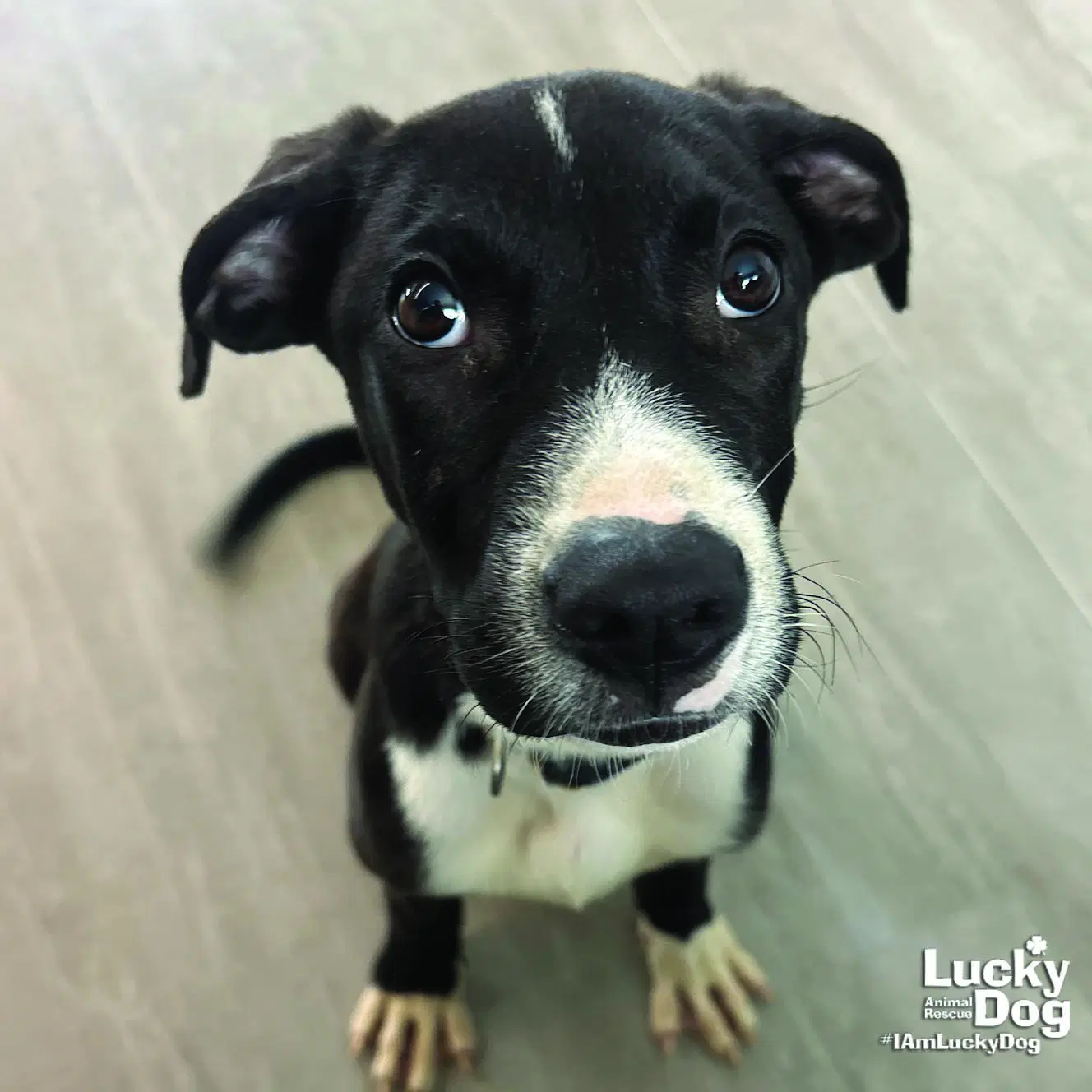 Bonjo - Lab mix