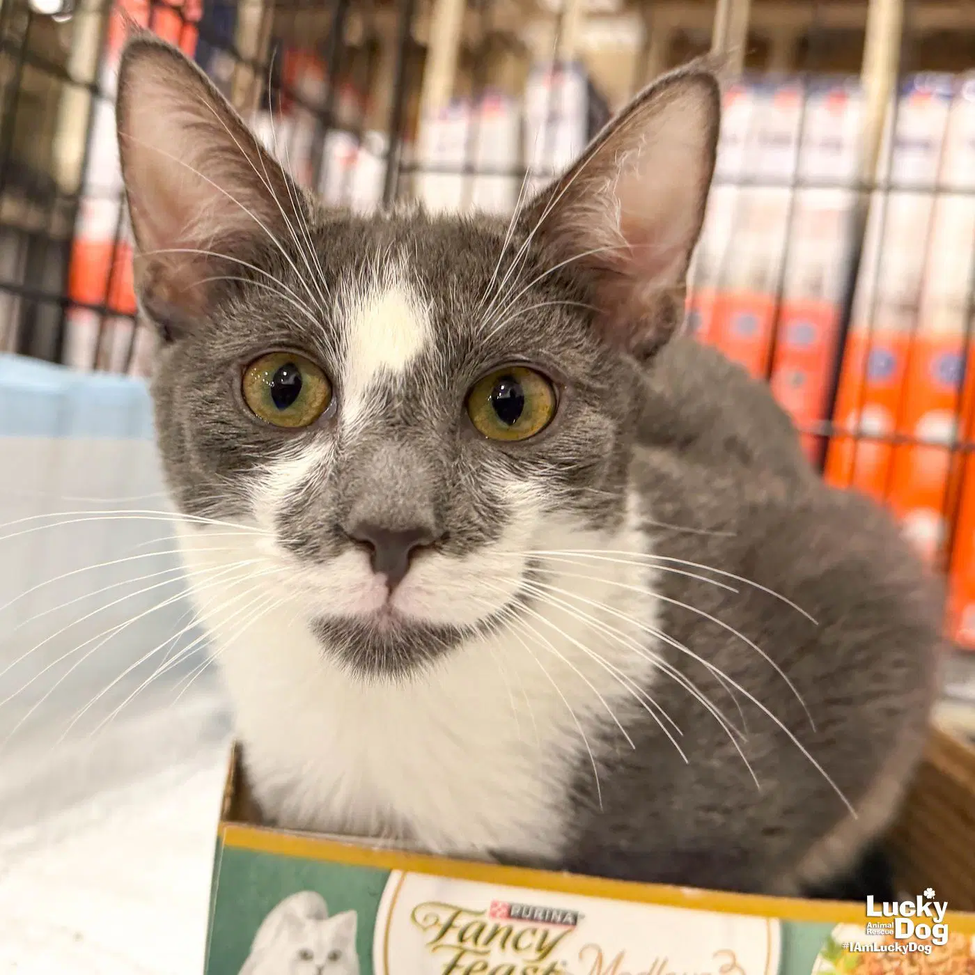 Zaxby - Domestic Short Hair