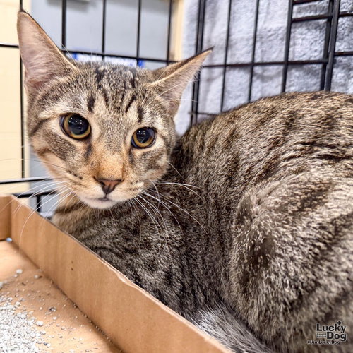 Zane, a cat for adoption from Lucky Dog Animal Rescue