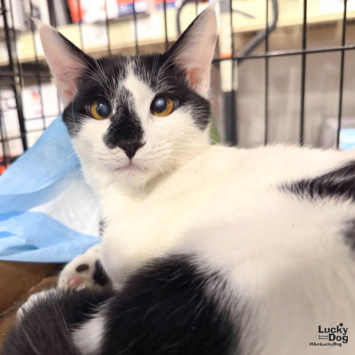 Zander, a cat for adoption from Lucky Dog Animal Rescue
