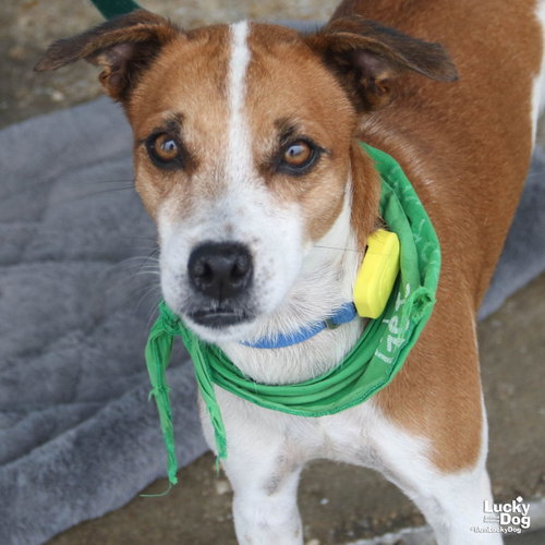 Chapa, a Labrador Retriever / Beagle / Mixed (short coat) dog for adoption in Washington, DC, photo 1 of 4
