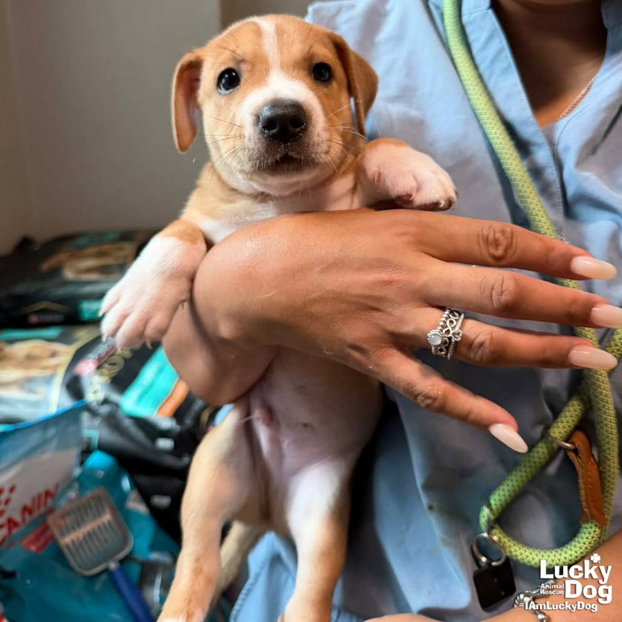 Puppy Preston