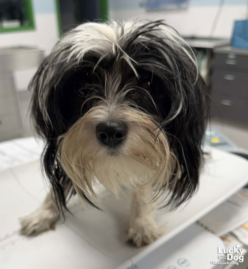 Parson, an adoptable Shih Tzu in Washington, DC