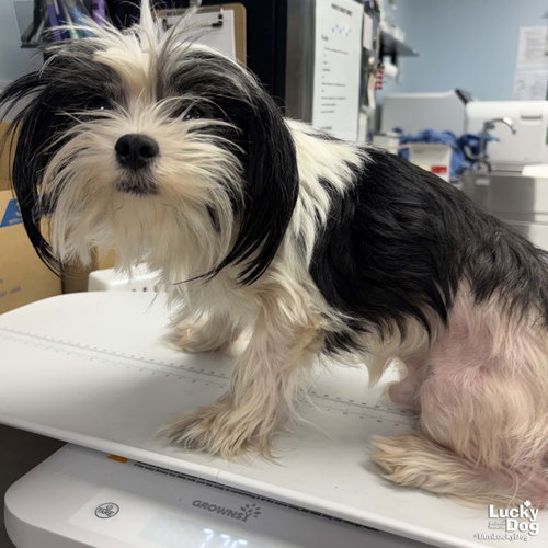 Arlo, an adoptable Shih Tzu in Washington, DC