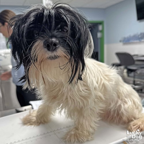 Harley, an adoptable Shih Tzu in Washington, DC