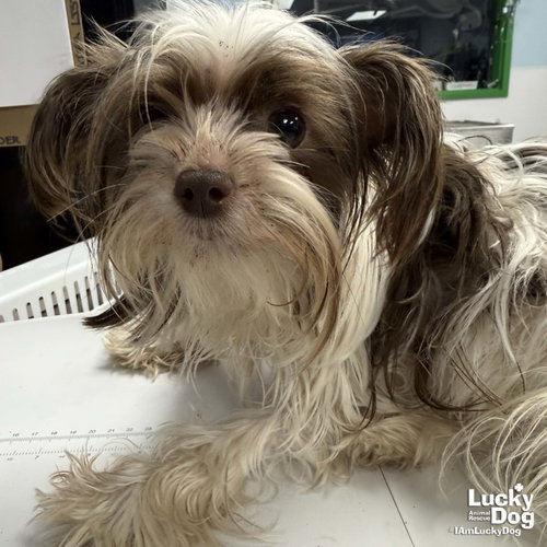 Princessa, an adoptable Shih Tzu in Washington, DC