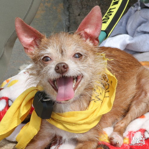 Jipsy, a dog for adoption from Lucky Dog Animal Rescue