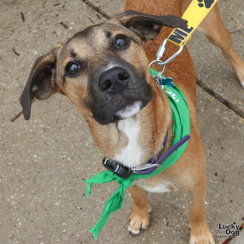 Quincy, a dog for adoption from Lucky Dog Animal Rescue
