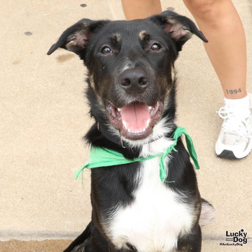 Fido, a dog for adoption from Lucky Dog Animal Rescue