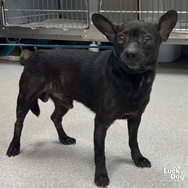 Sauce - Chihuahua mix