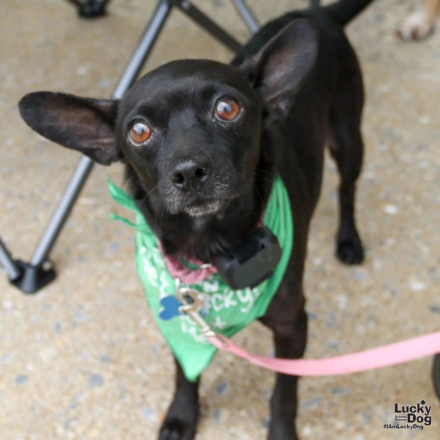 Sauce - Chihuahua mix