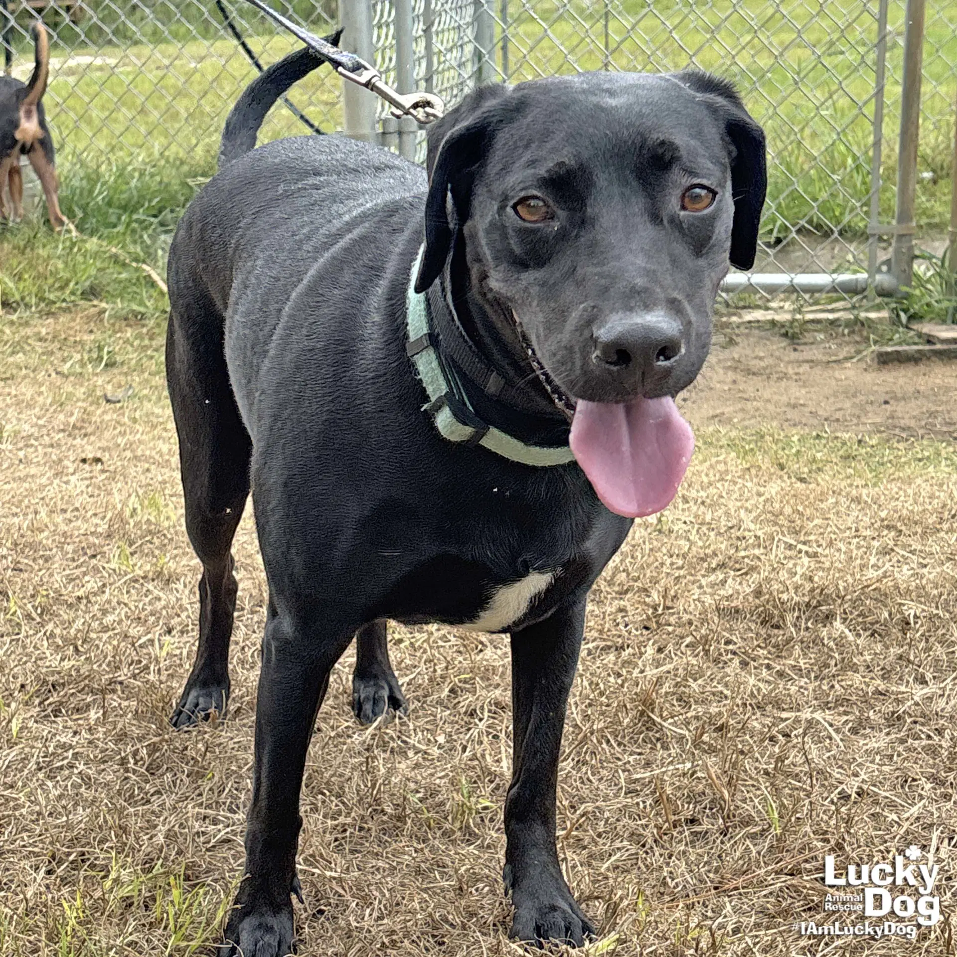 Coraline - Labrador Retriever