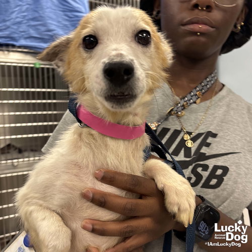 Phoenix, an adoptable Jack Russell Terrier in Washington, DC