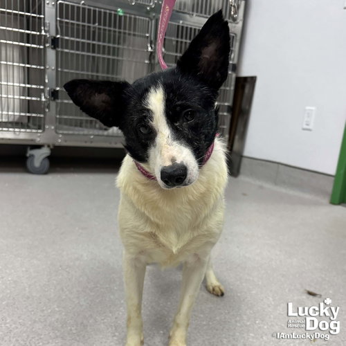 Indy, an adoptable Corgi in Washington, DC