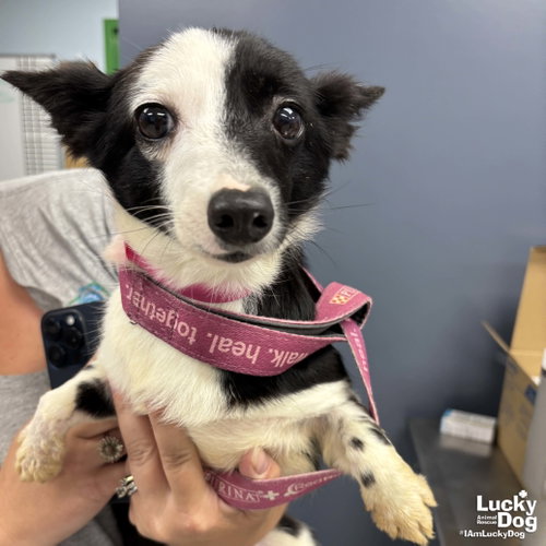 Maisie, an adoptable Jack Russell Terrier in Washington, DC