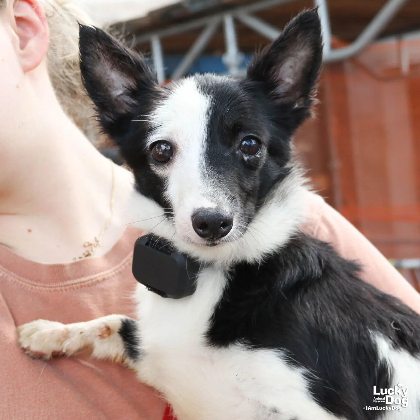 Maisie - Jack Russell Terrier