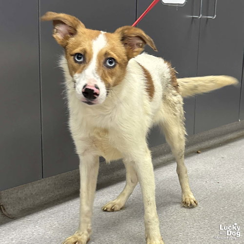 Twiggy, an adoptable Jack Russell Terrier in Washington, DC