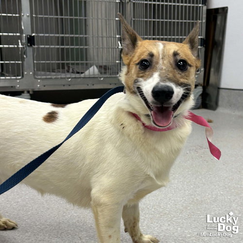 Meadow, an adoptable Jack Russell Terrier in Washington, DC