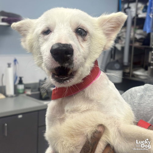 Echo, an adoptable Corgi in Washington, DC