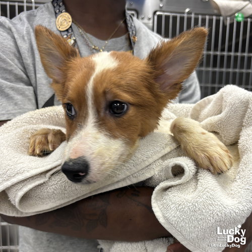 Tiffany, an adoptable Corgi in Washington, DC