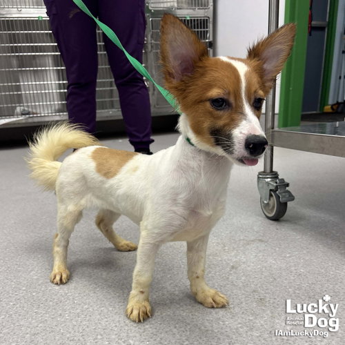 Tiffany photo 3