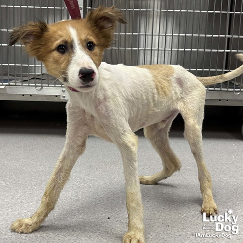 Pine Cone, an adoptable Jack Russell Terrier in Washington, DC