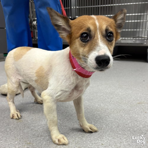 Prairie, an adoptable Jack Russell Terrier in Washington, DC