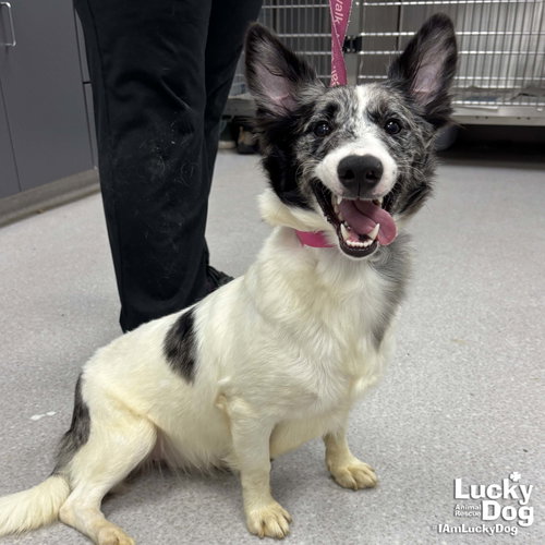 Magenta, an adoptable Corgi in Washington, DC