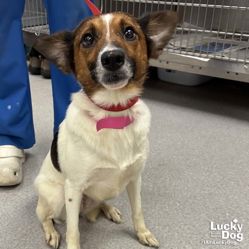 Lavender, an adoptable Corgi in Washington, DC