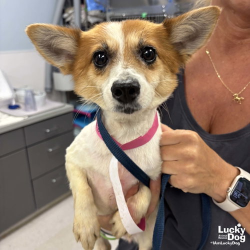 Spruce, an adoptable Corgi in Washington, DC