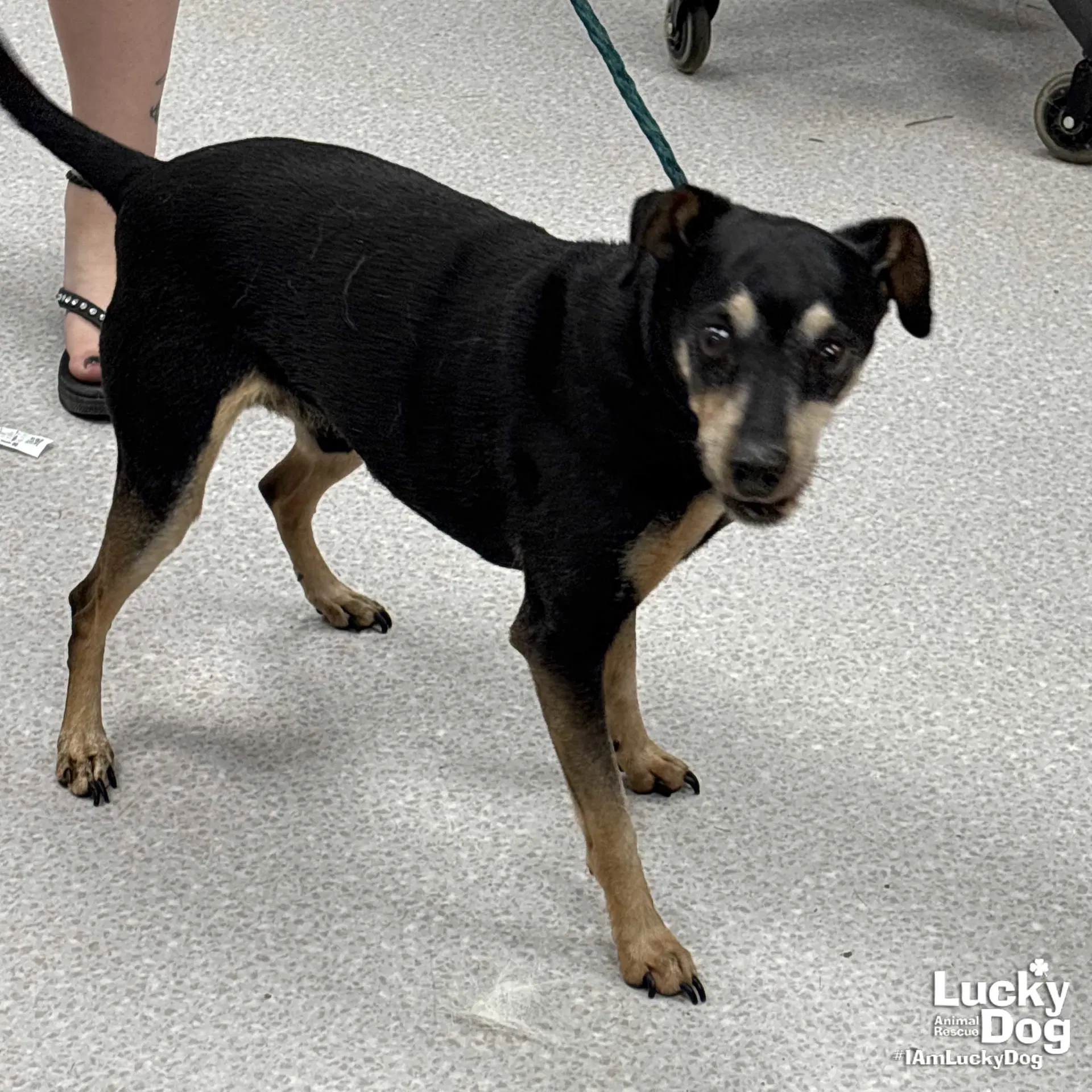 Bogart - Miniature Pinscher