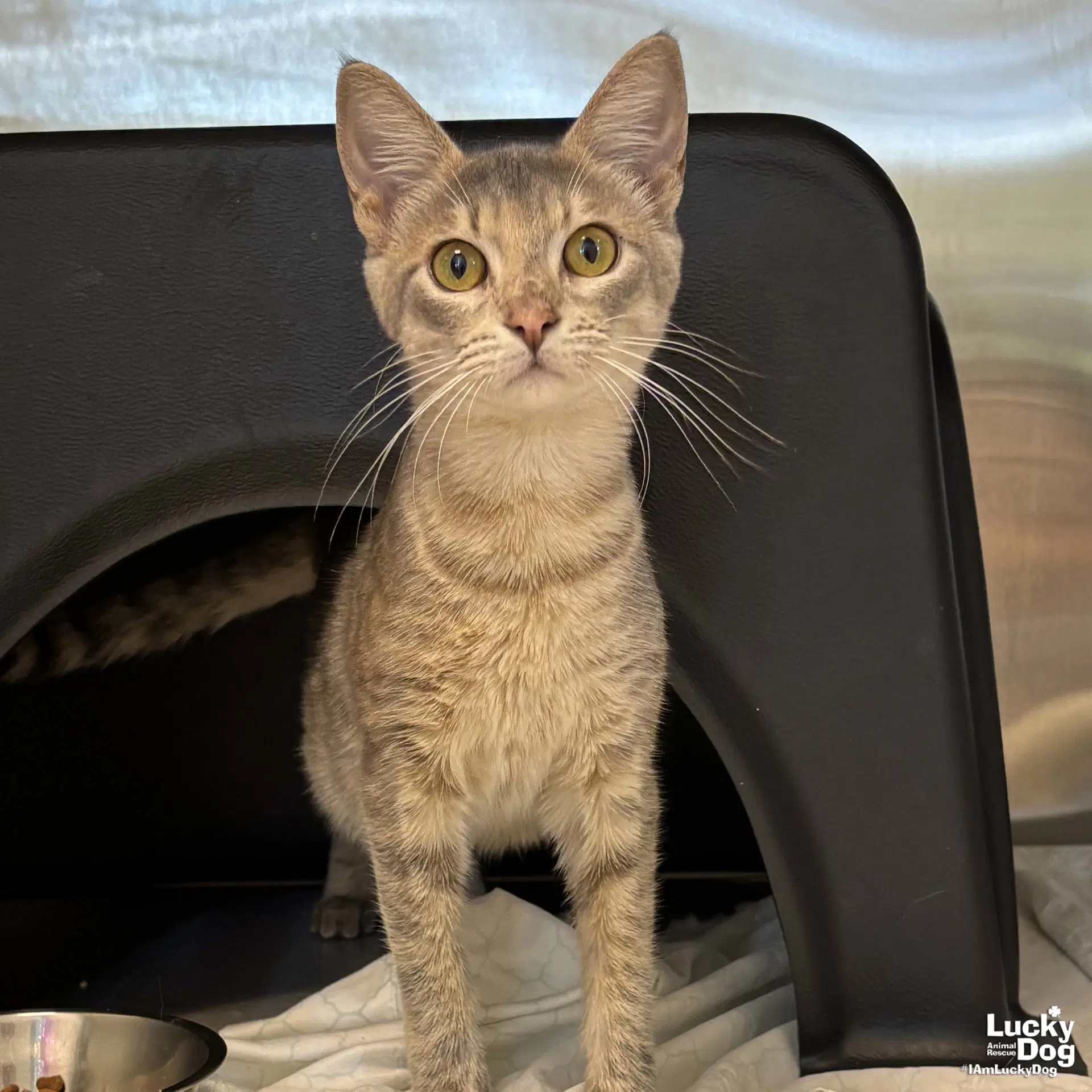 Brandy - Domestic Short Hair