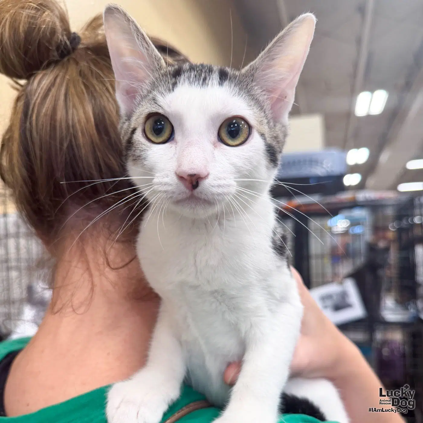 Vinnie - Domestic Short Hair