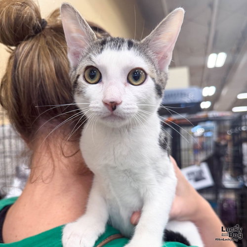 Vinnie, a cat for adoption from Lucky Dog Animal Rescue