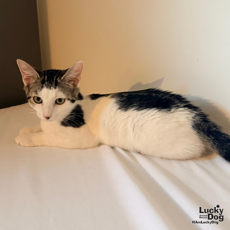 Vinnie, photo 3