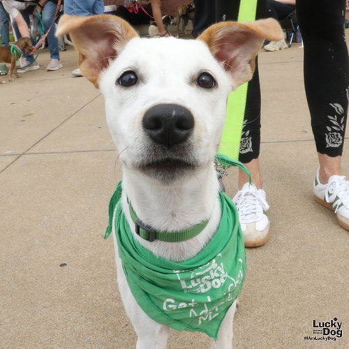 Leo Dan, a dog for adoption from Lucky Dog Animal Rescue