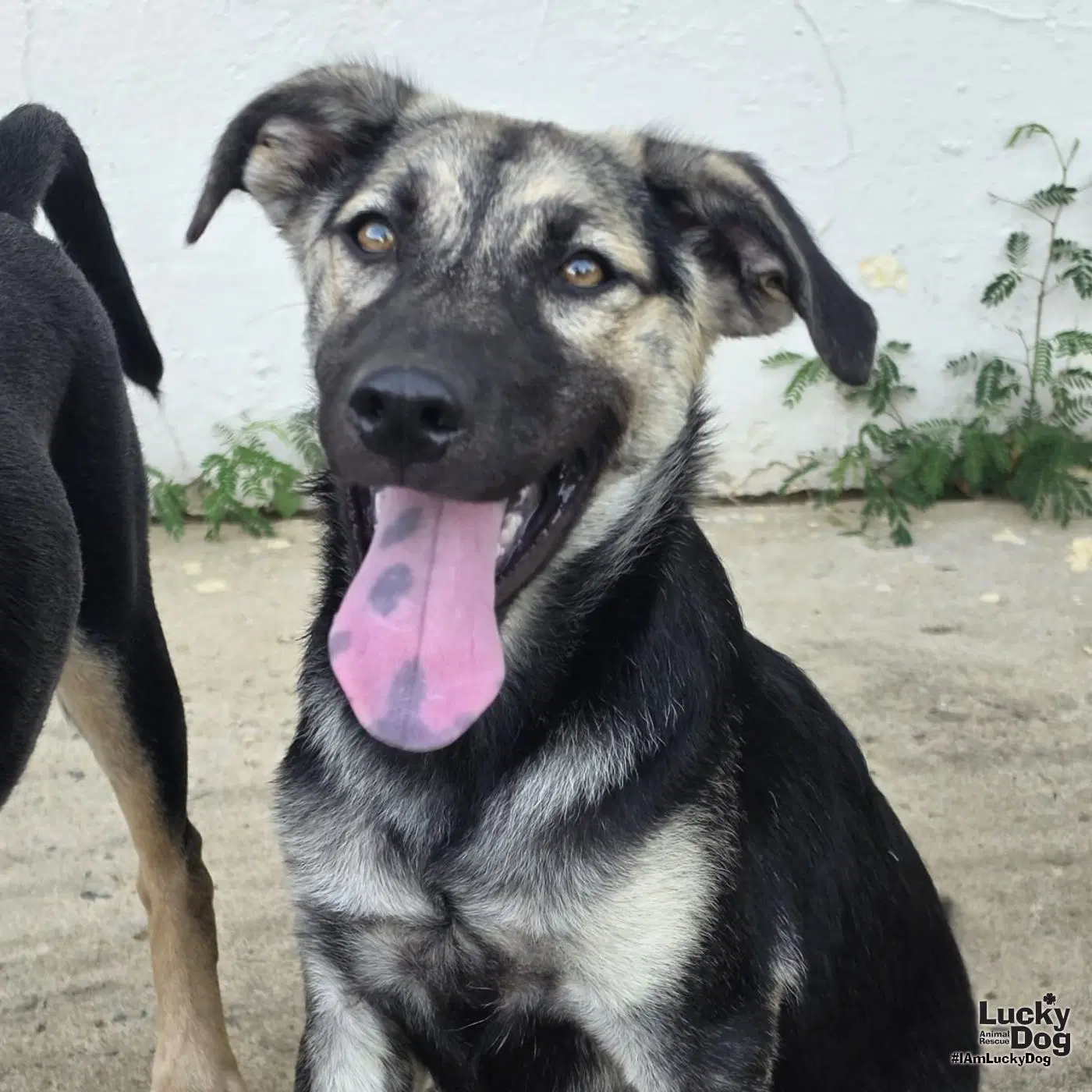 Flynn - Shepherd