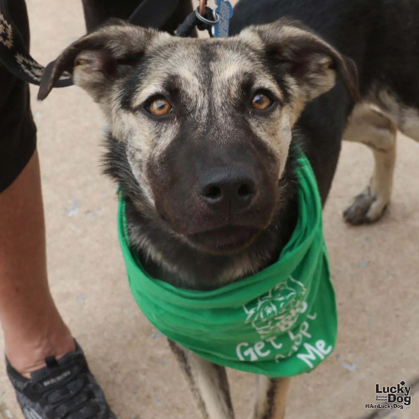 Flynn - Shepherd