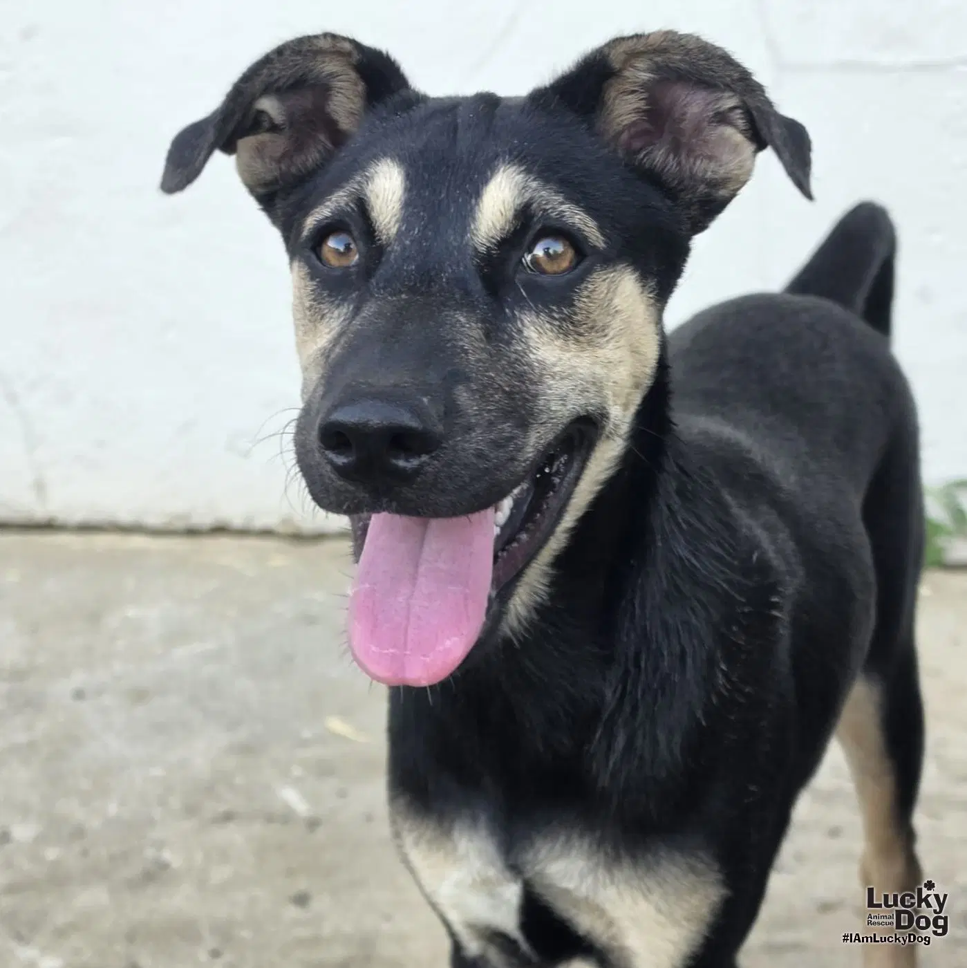 Fay - Shepherd and retriever mix