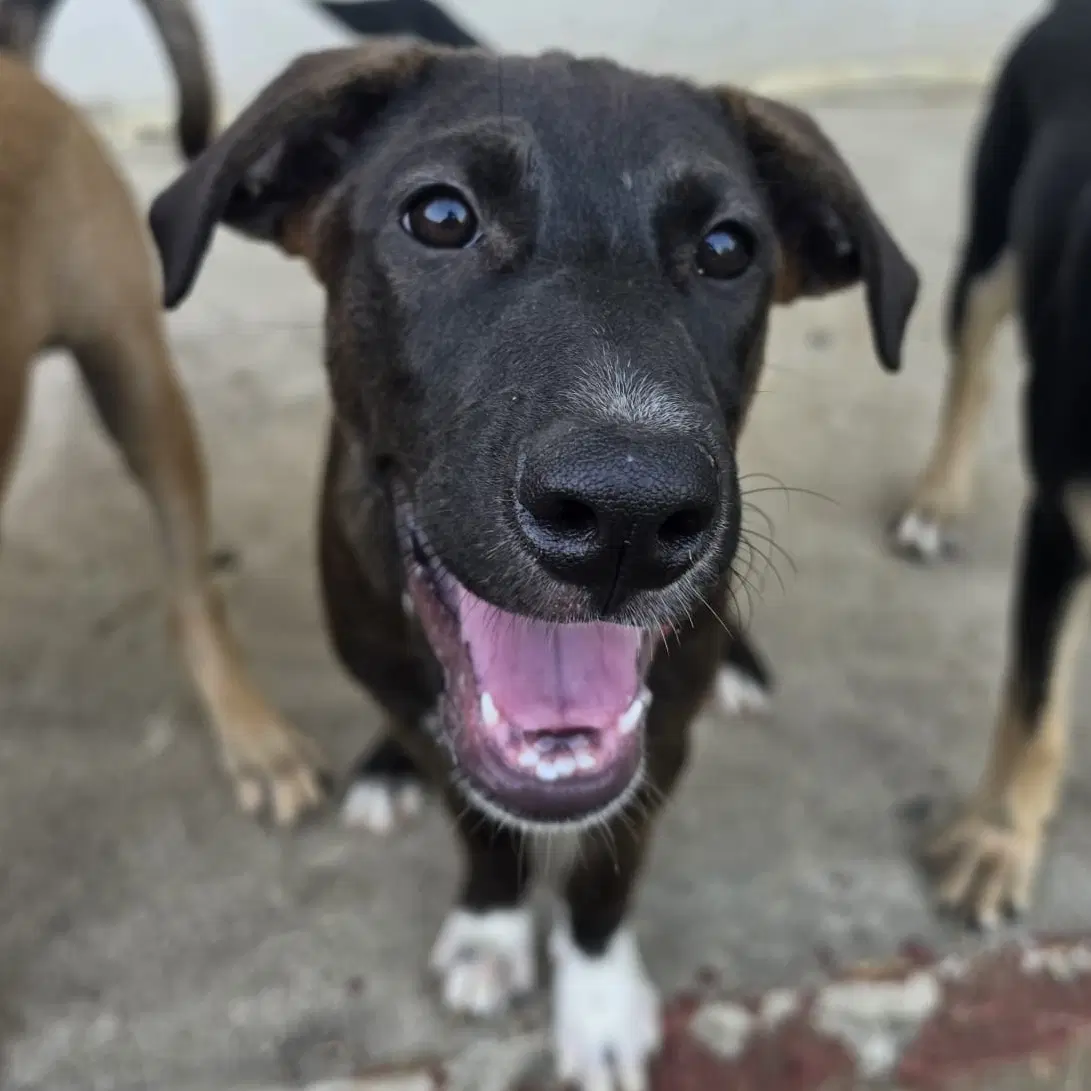 Frankie - Shepherd