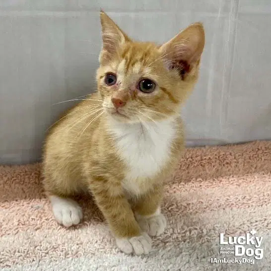 Rusty - Domestic Short Hair