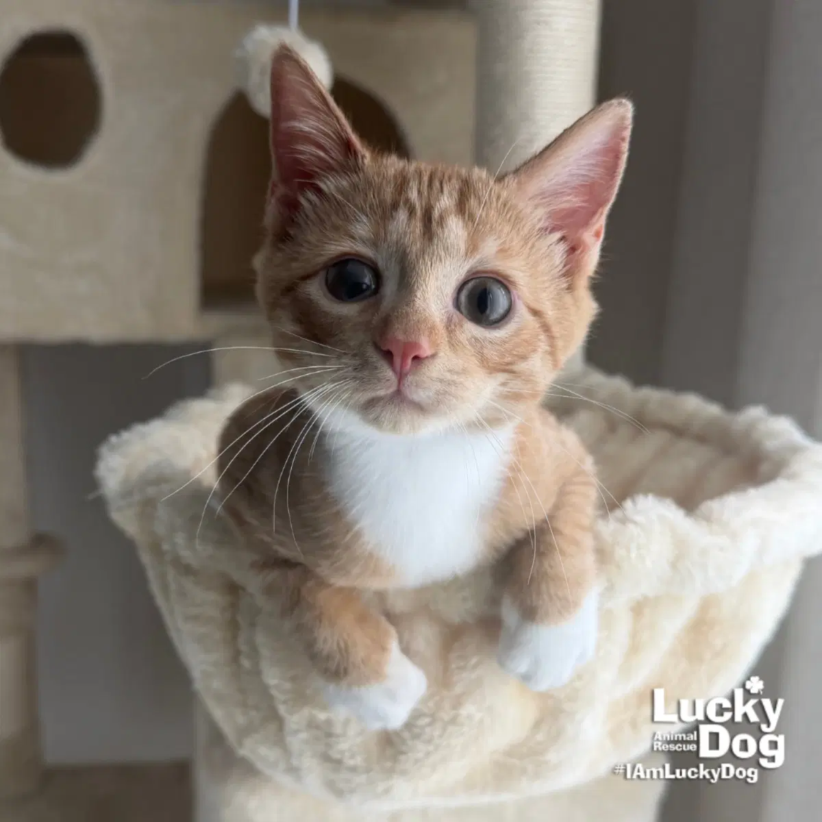 Rusty - Domestic Short Hair
