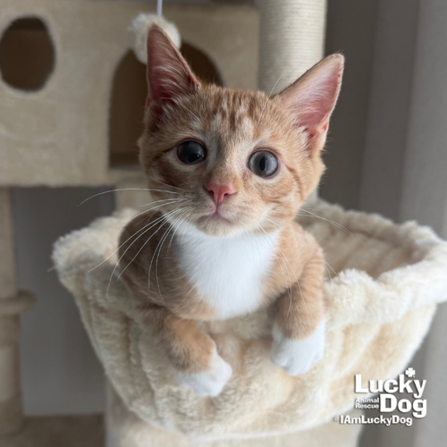 Rusty, a cat for adoption from Lucky Dog Animal Rescue