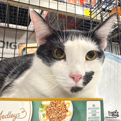 C-Rex, a cat for adoption from Lucky Dog Animal Rescue