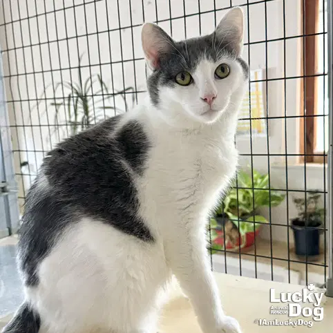 Django - Domestic Short Hair