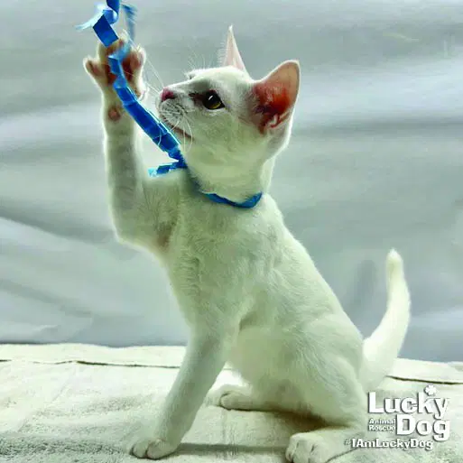 Theodore - Domestic Short Hair
