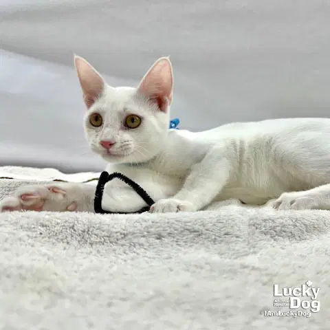 Timothy - Domestic Short Hair