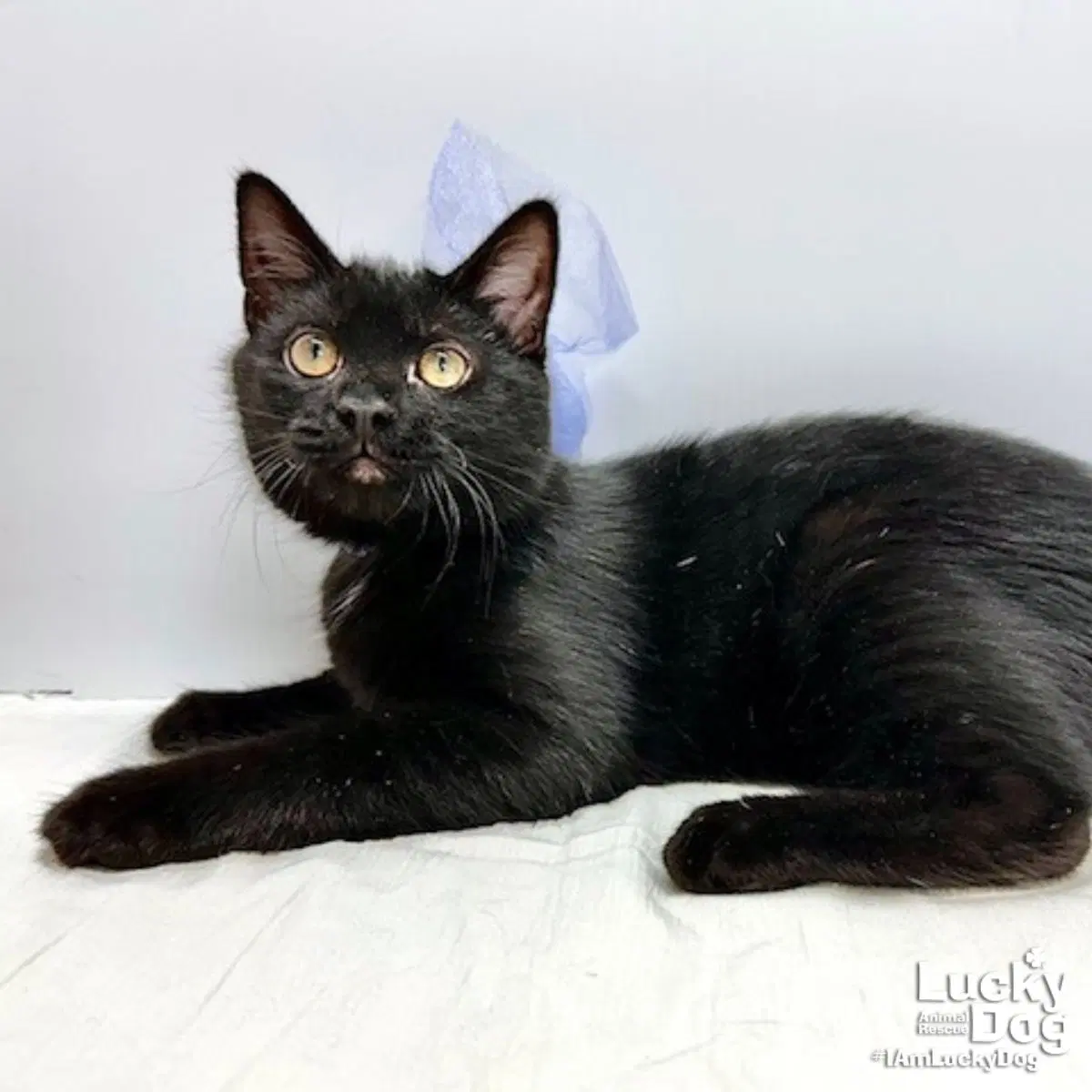 Whisper - Domestic Short Hair